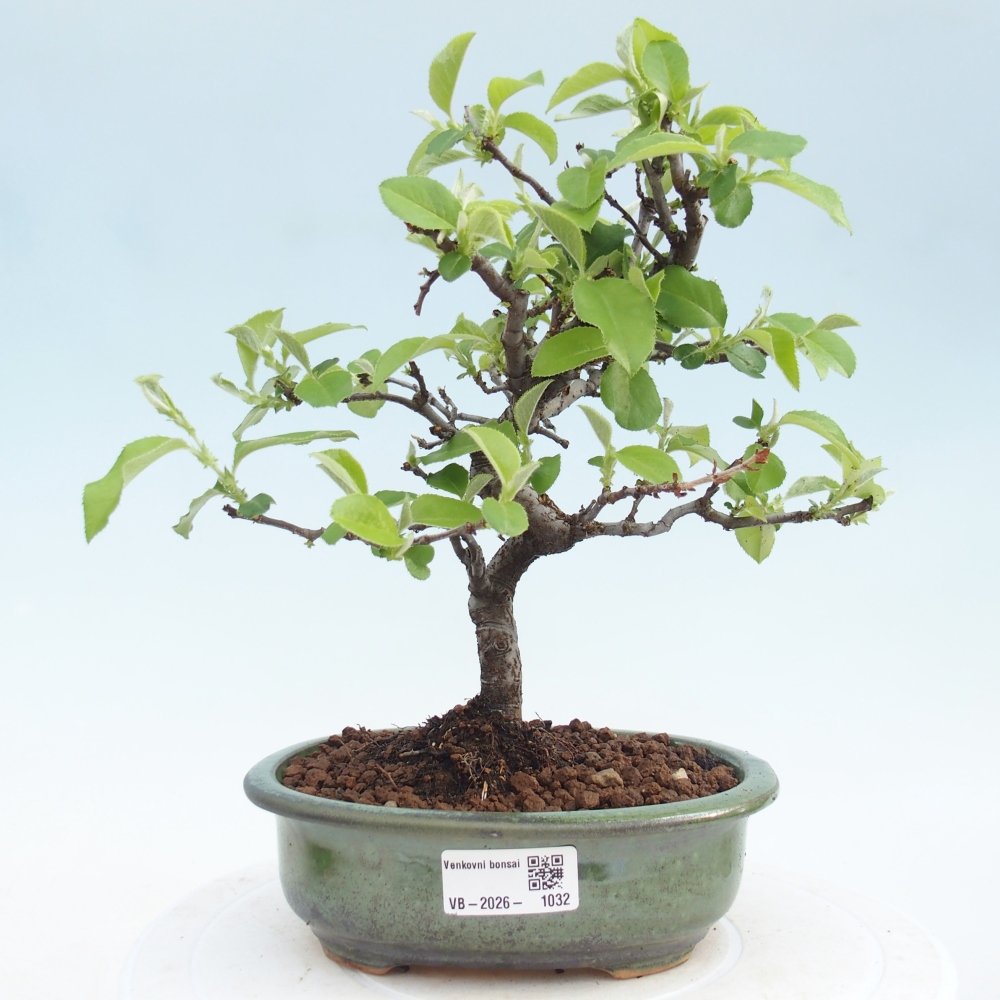 Venkovní  bonsai -  Chaneomeles chinensis - Kdoulovec čínsky