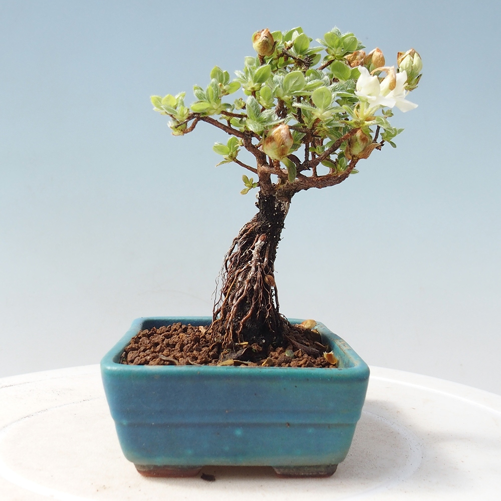 Venkovní bonsai - Rhododendron indicum - Japonská azalka