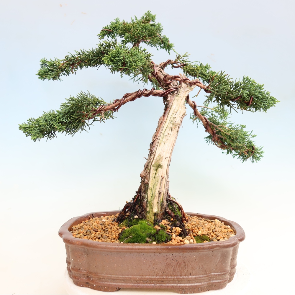 Venkovní bonsai - Juniperus chinensis Kishu -Jalovec čínský