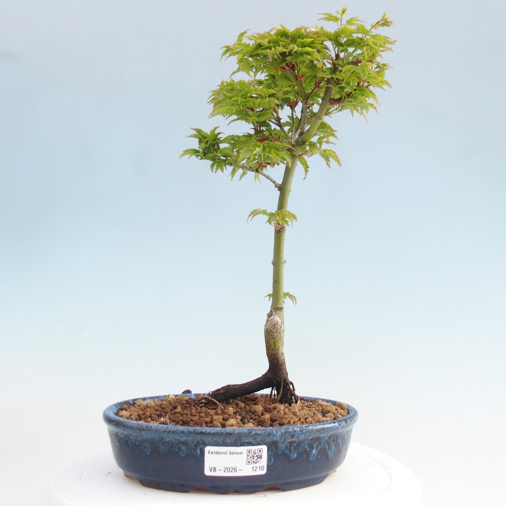 Venkovní bonsai -Javor dlanitolistý Acer palmatum Shishigashira