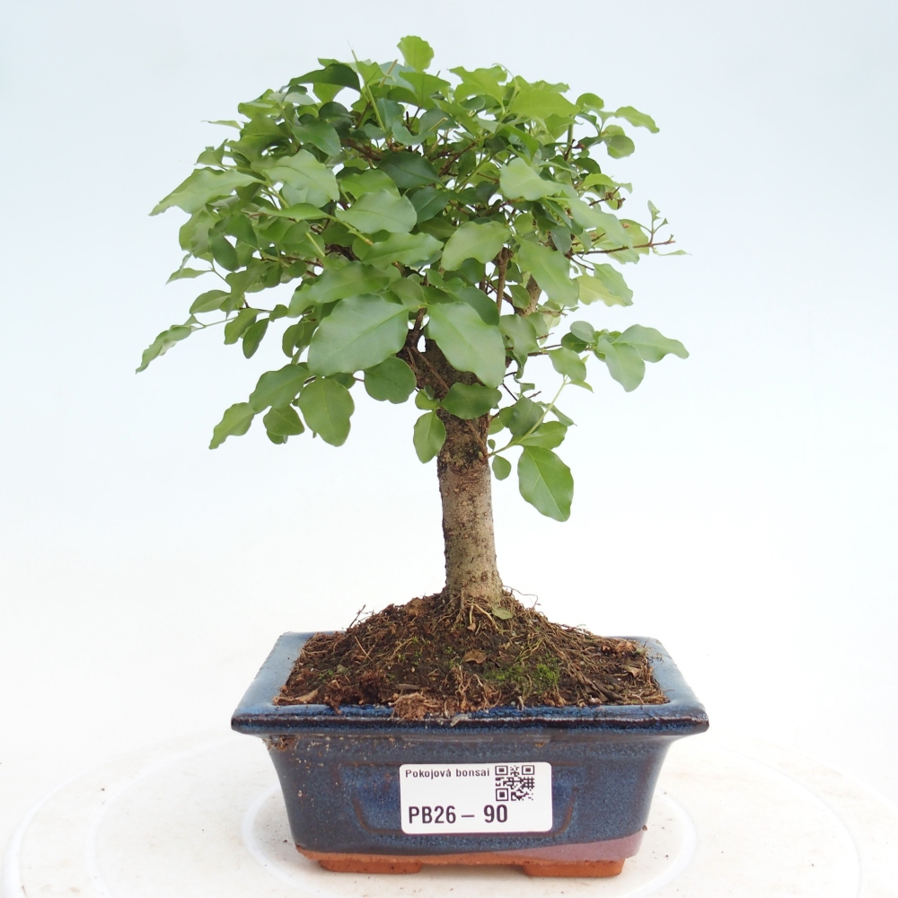 Pokojová bonsai -Ligustrum chinensis - Ptačí zob