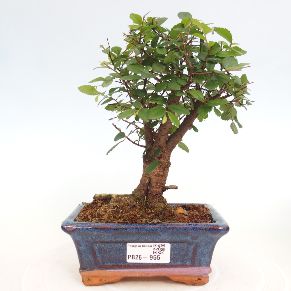 Pokojová bonsai - Ulmus parvifolia - Malolistý jilm