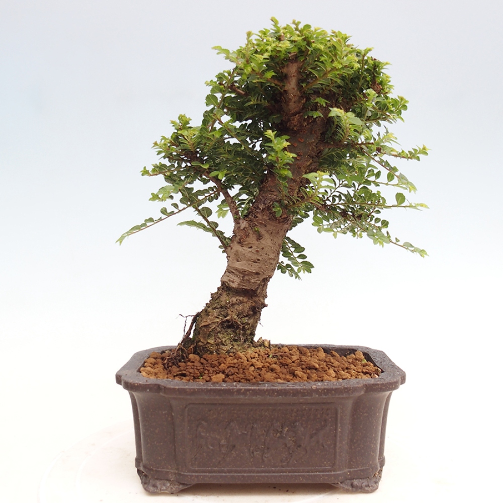 Venkovní bonsai - Ulmus parvifolia Hokkaido - jilm Činski