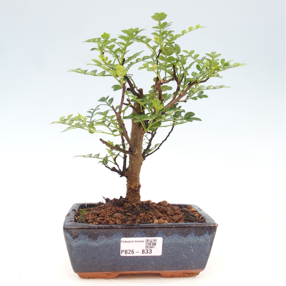 Pokojová bonsai - Zantoxylum piperitum - pepřovník