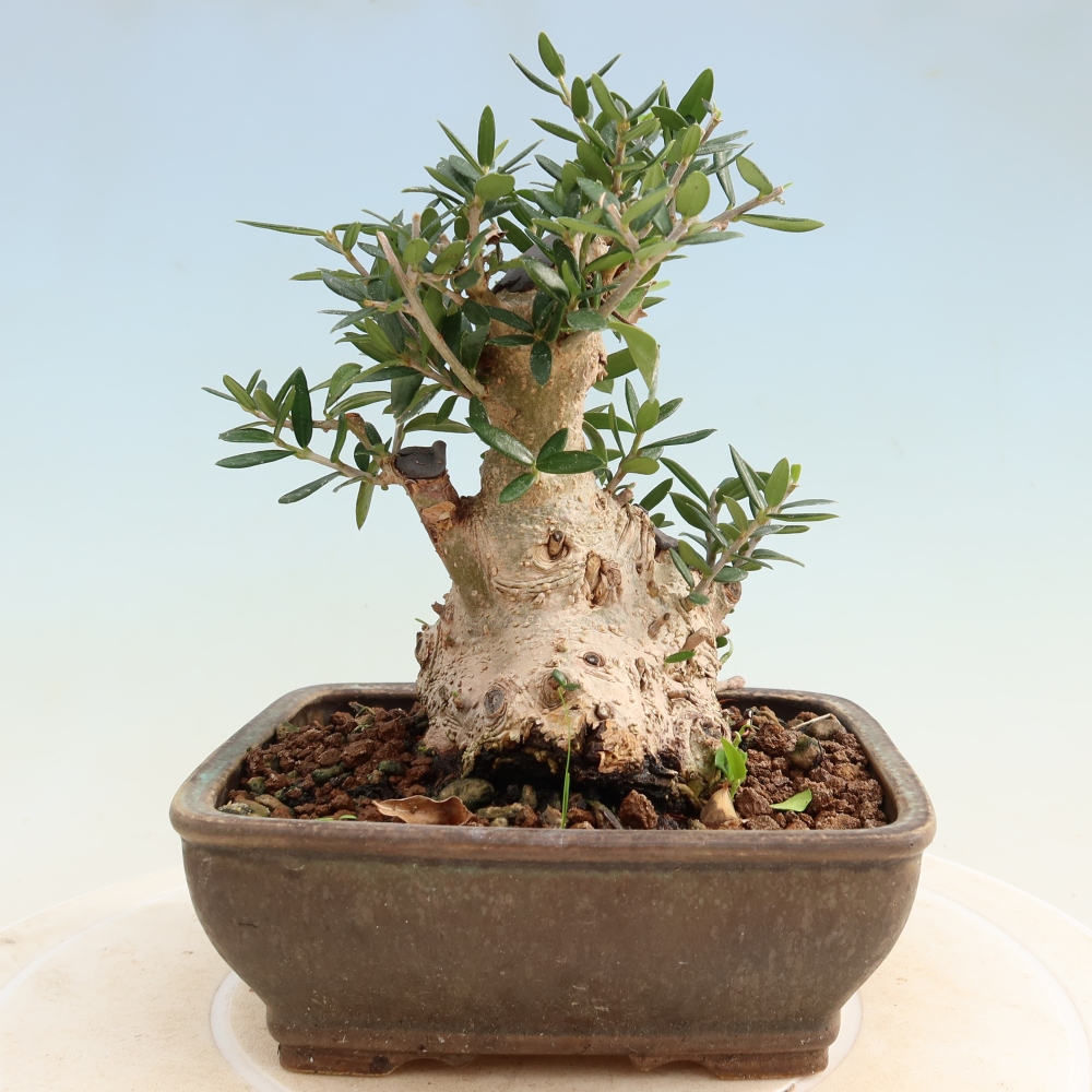 Pokojová bonsai - Olea europaea sylvestris -Oliva evropská drobnolistá