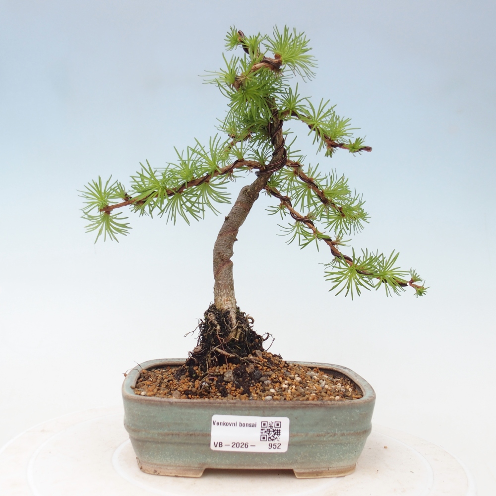 Venkovní bonsai - Larix Kaempferi - Modřín japonský