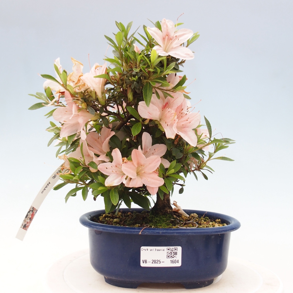 Venkovní bonsai - Japonská azalka - Azalea Nikko