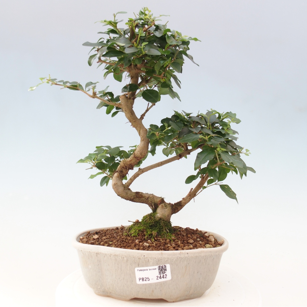 Pokojová bonsai -Ligustrum chinensis - Ptačí zob