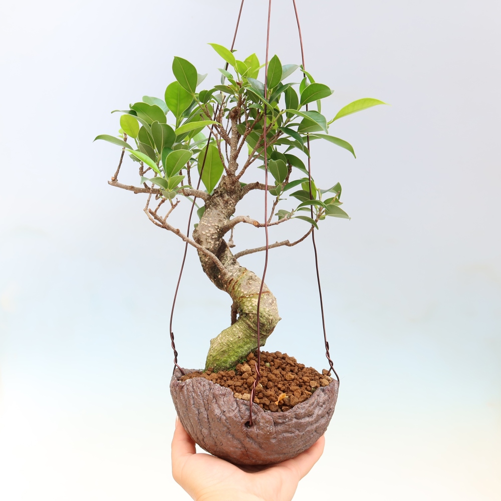 Kokedama v keramice - malolistý ficus - Ficus kimmen