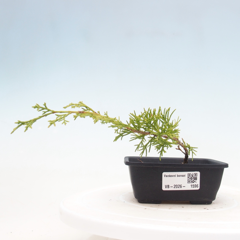 Venkovní bonsai - Juniperus chinensis Itoigawa -Jalovec čínský