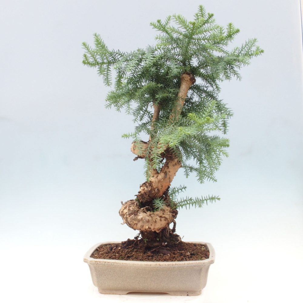 Pokojová bonsai - Araukarie - pokojový smrček