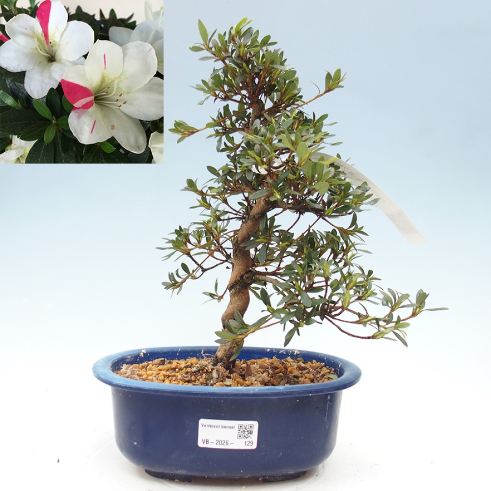 Venkovní bonsai - Japonská azalka - Azalea Suigootome