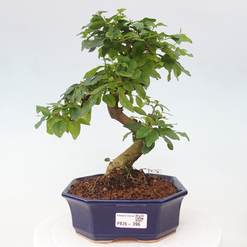 Pokojová bonsai -Ligustrum chinensis - Ptačí zob