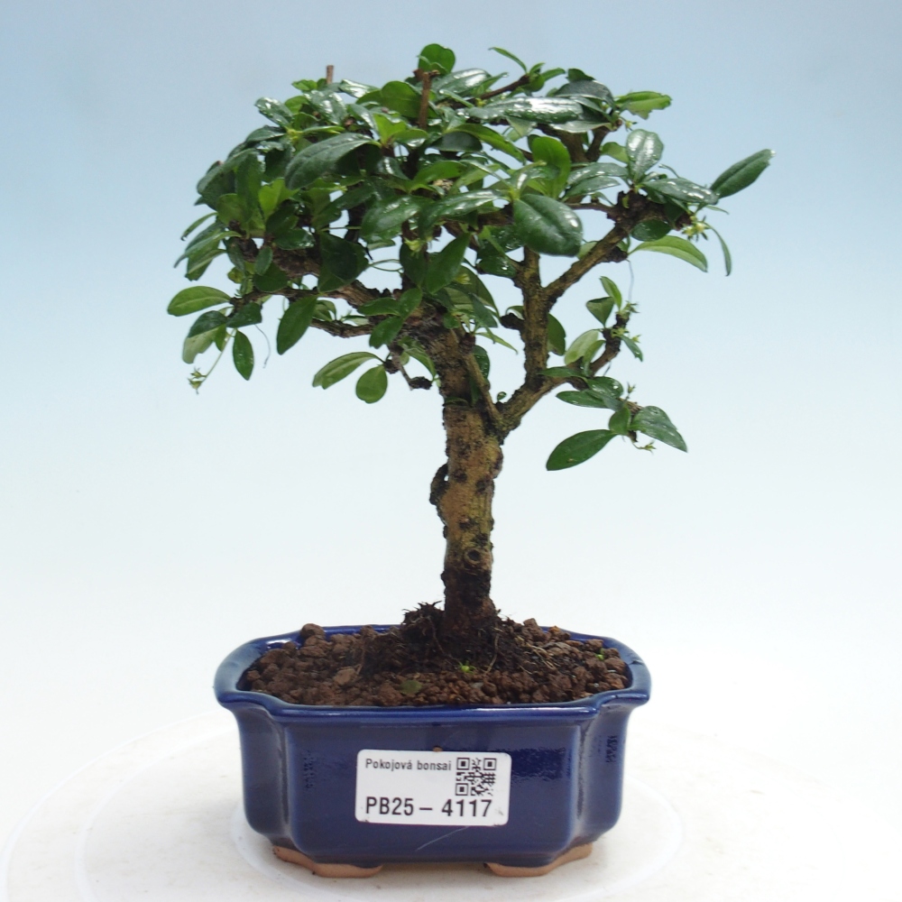 Pokojová bonsai - Carmona macrophylla - Čaj fuki