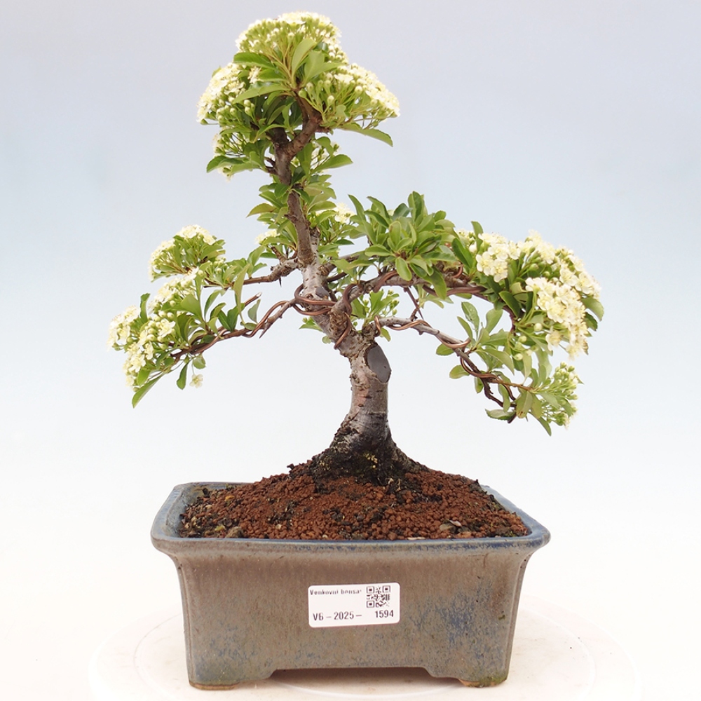 Venkovní bonsai-Pyracanta Teton -Hlohyně
