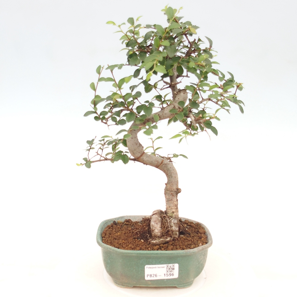 Pokojová bonsai - Ulmus parvifolia - Malolistý jilm