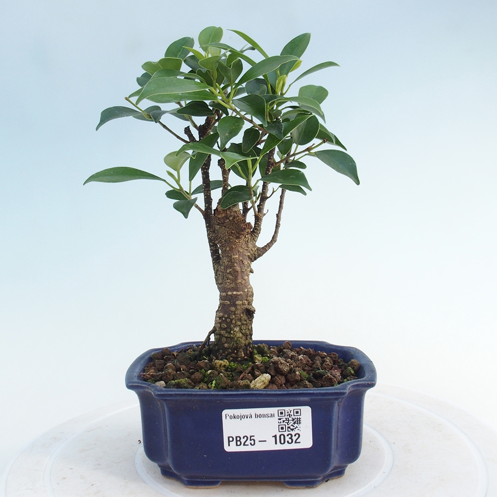 Pokojová bonsai Ficus retusa kimmen