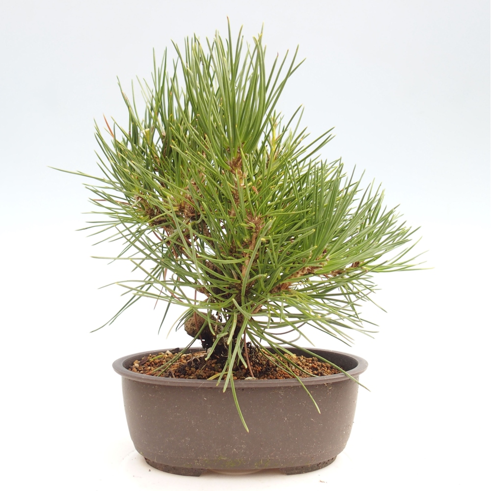Venkovní bonsai - Pinus thunbergii - Borovice thunbergova