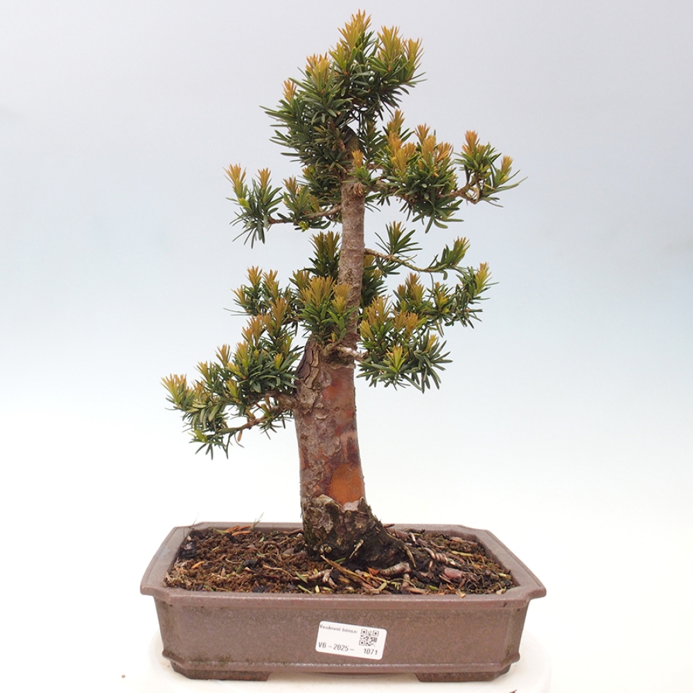 Venkovní bonsai - Taxus cuspidata  - Tis japonský