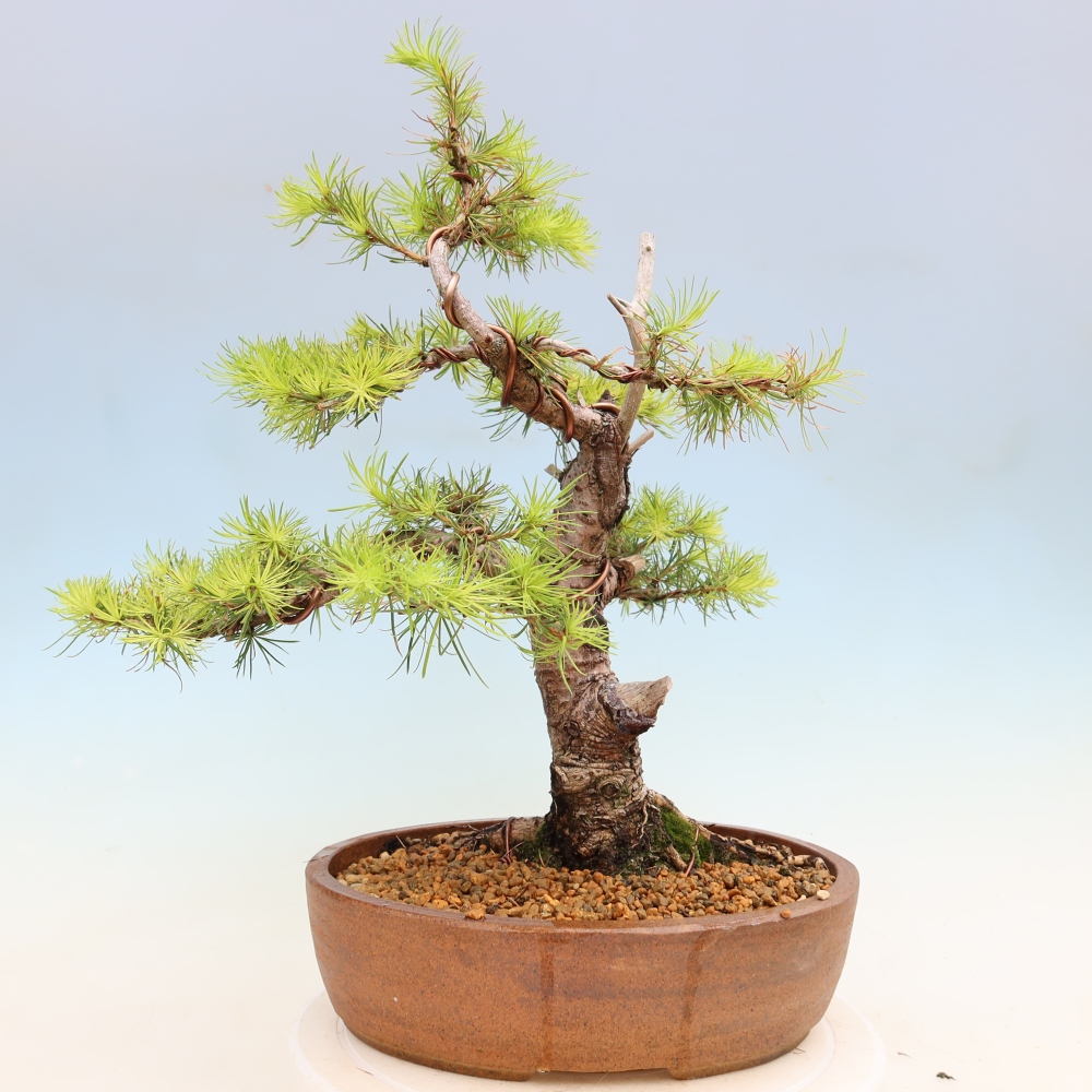 Venkovní bonsai -Larix decidua - Modřín opadavý 