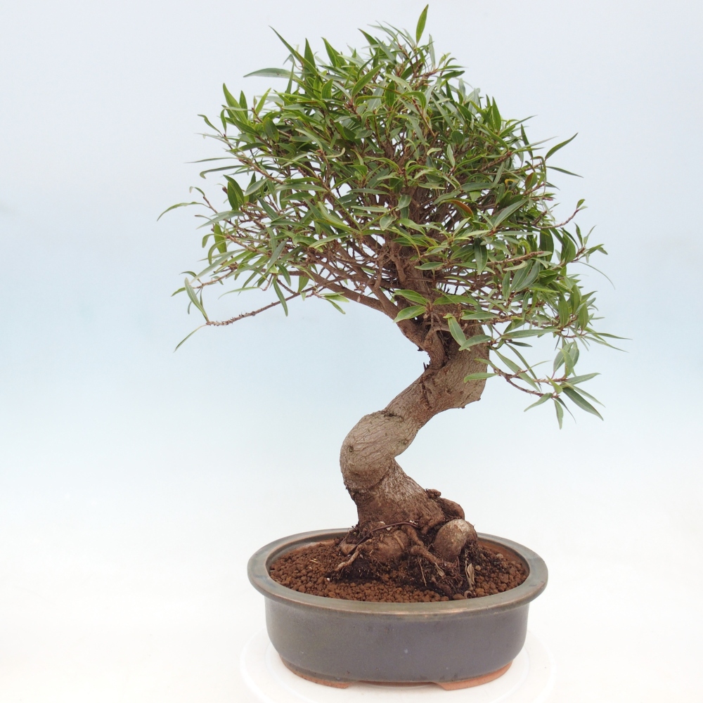Pokojová bonsai - Ficus nerifolia -  malolistý fíkus