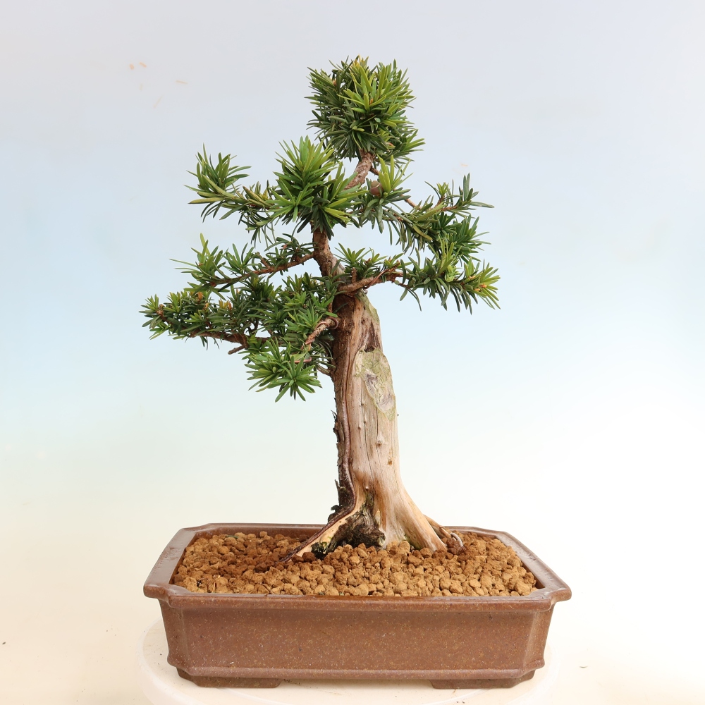 Venkovní bonsai - Taxus cuspidata  - Tis japonský