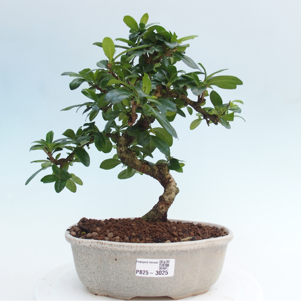 Pokojová bonsai - Carmona macrophylla - Čaj fuki