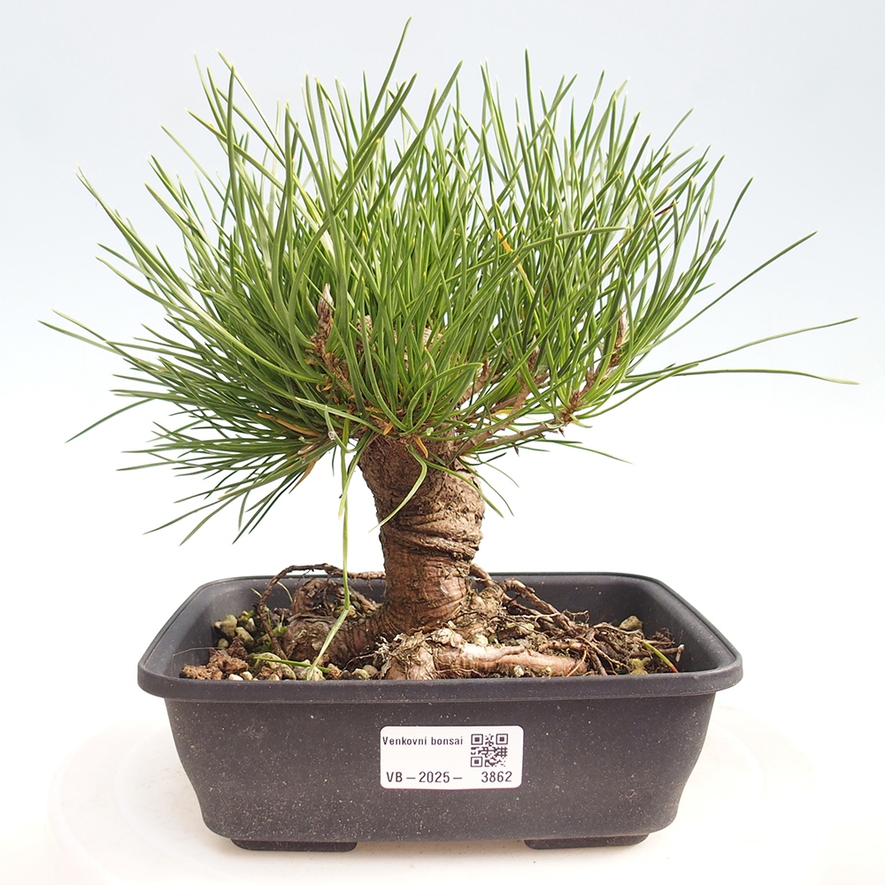 Venkovní bonsai - Pinus thunbergii - Borovice thunbergova