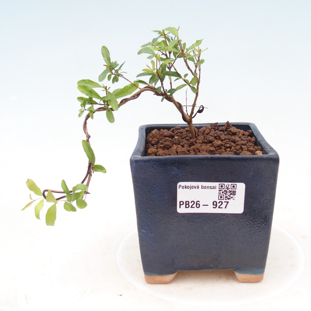 Pokojová bonsai-PUNICA granatum nana-Granátové jablko