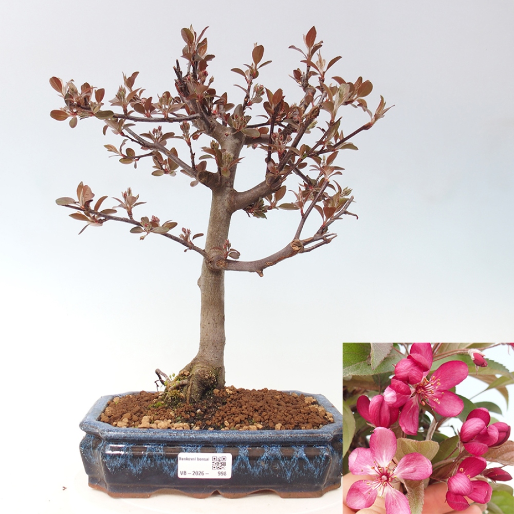 Venkovní bonsai -Malus domestica - Maloplodá jabloň červenolistá