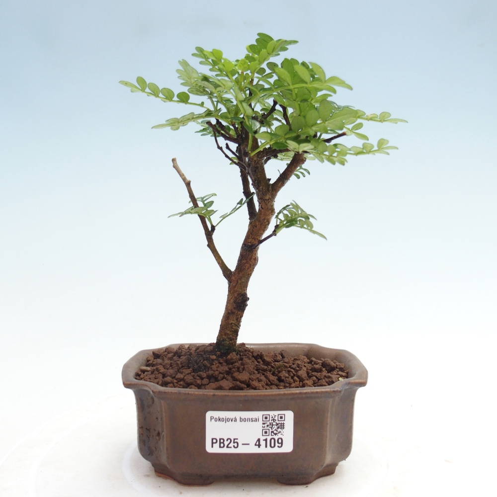 Pokojová bonsai - Zantoxylum piperitum - Pepřovník 