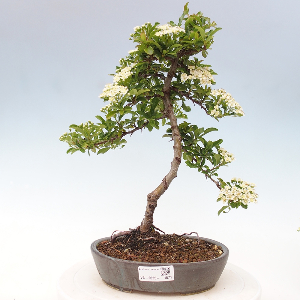 Venkovní bonsai-Pyracanta Teton -Hlohyně