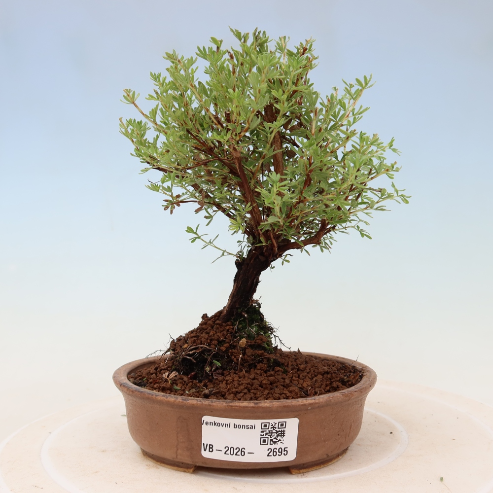 Venkovní bonsai-Mochna křovitá - potentila fruticosa Goldkissen
