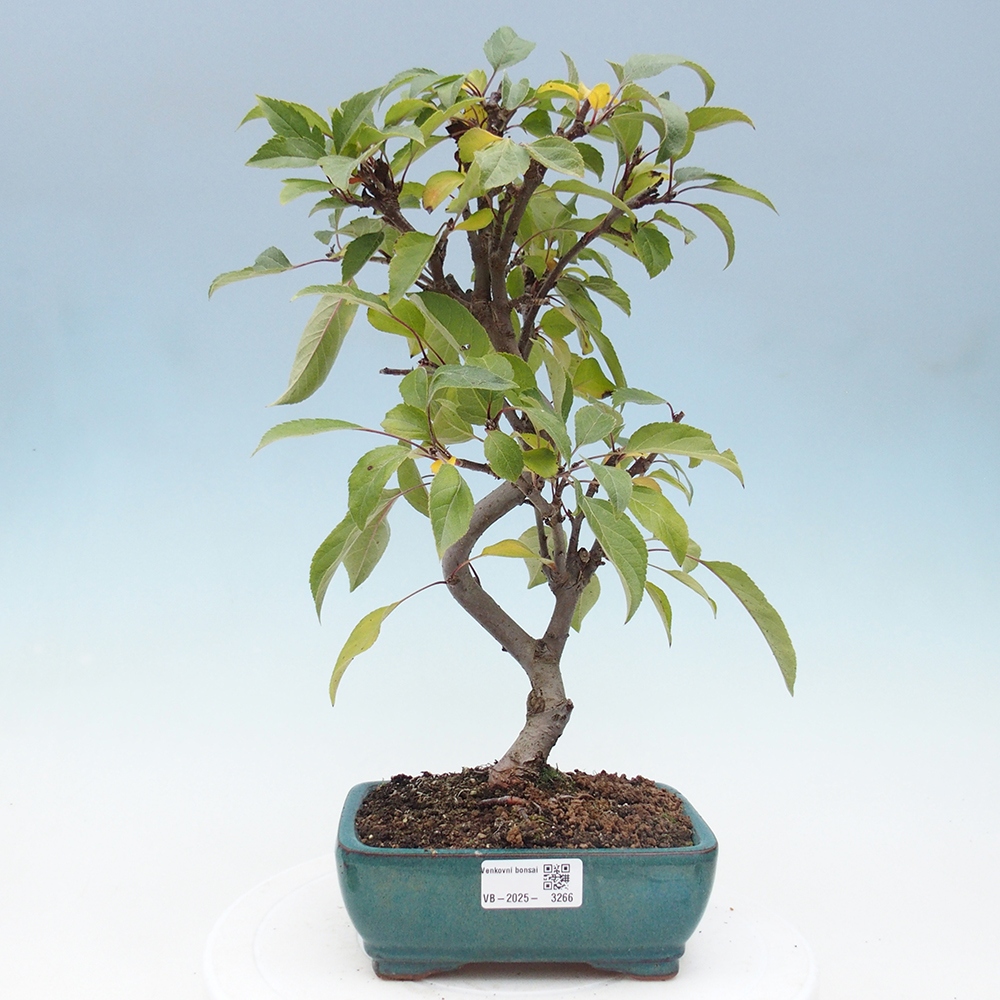 Venkovní bonsai -Malus halliana - Maloplodá jabloň