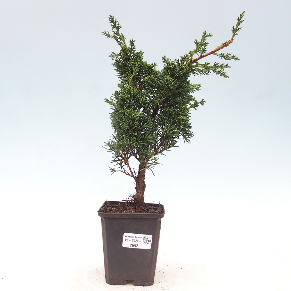 Venkovní bonsai - Juniperus chinensis Kishu -Jalovec čínský