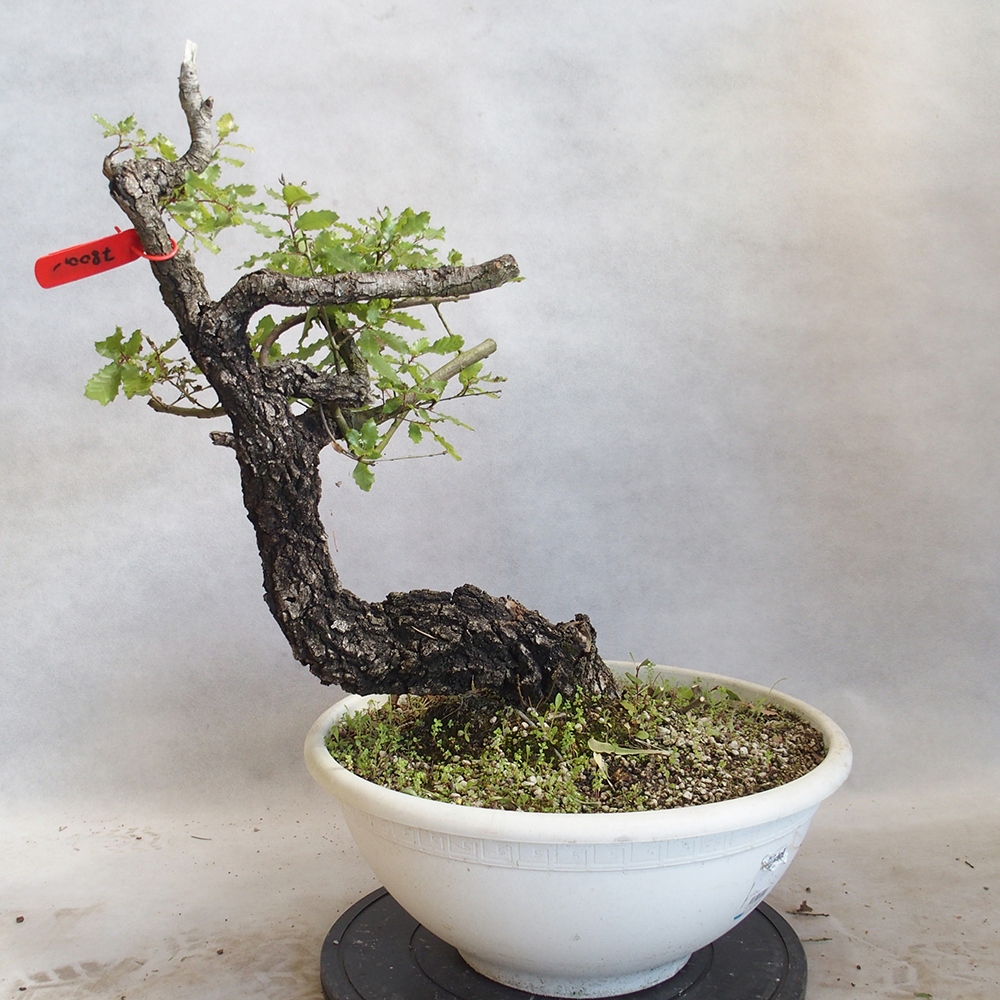 Venkovní bonsai Quercus Cerris - Dub Cer