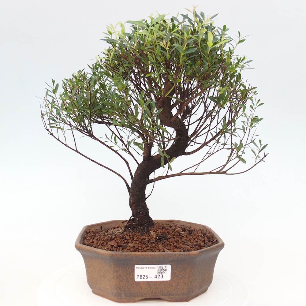 Pokojová bonsai - Syzygium - Pimentovník