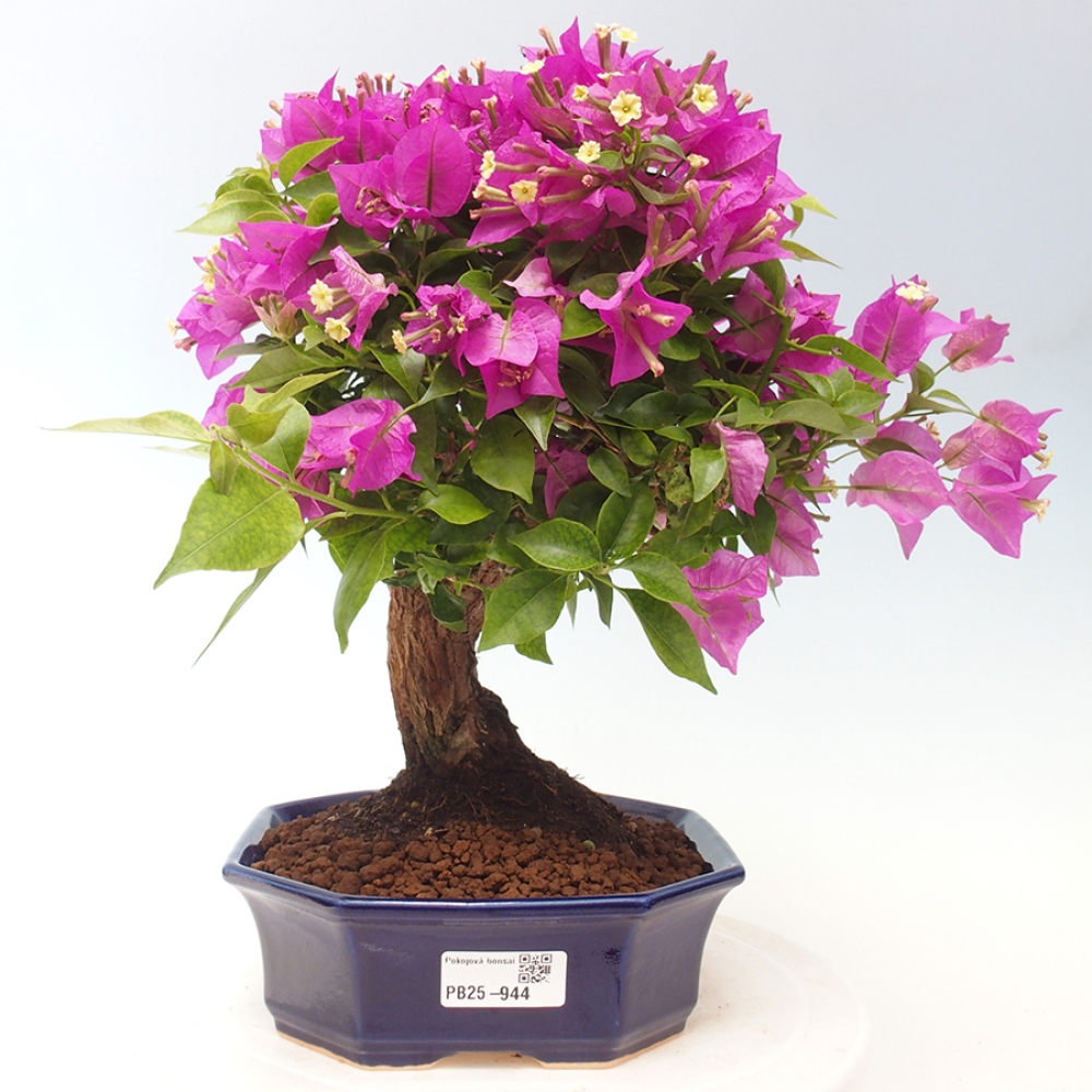 Pokojová bonsai - Bouganwilea