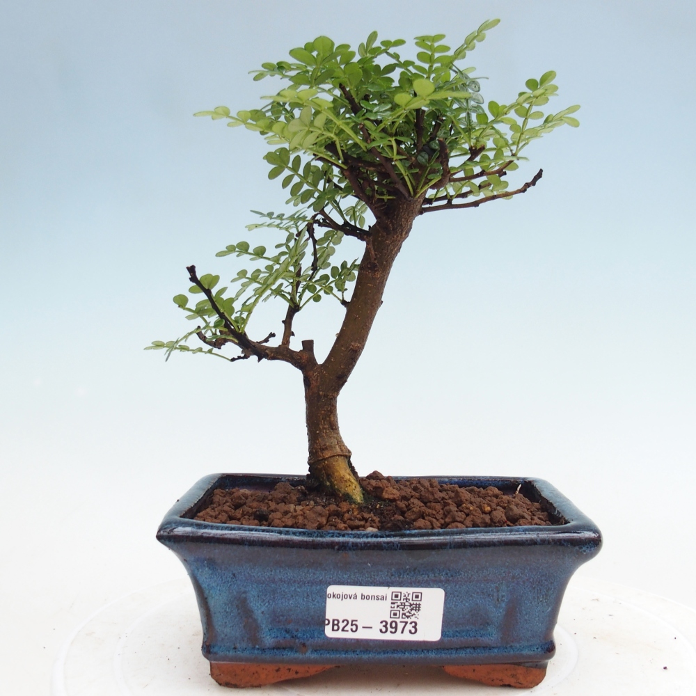 Pokojová bonsai - Zantoxylum piperitum - Pepřovník