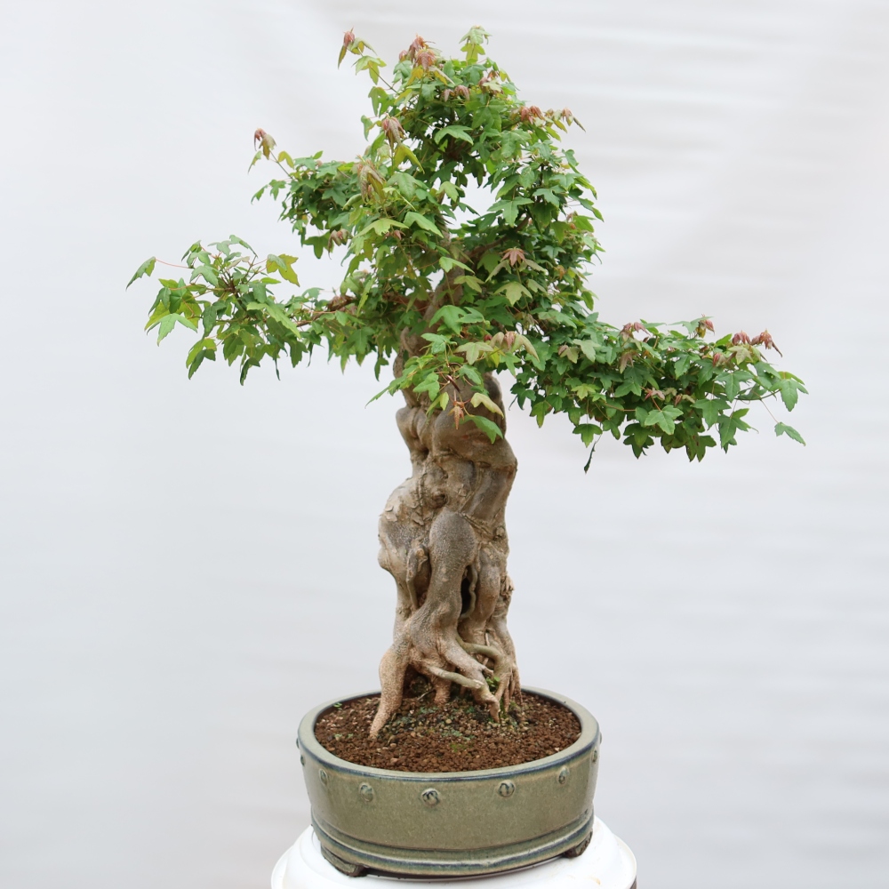 Venkovní bonsai - Javor Burgerův - Acer Burgerianum 