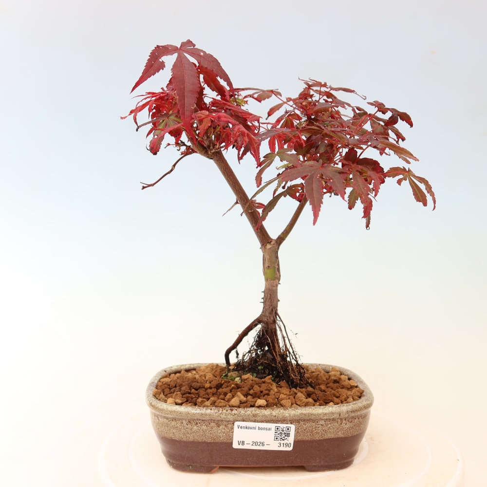 Venkovní bonsai -Javor dlanitolistý  - Acer palmatum Berry Broom 
