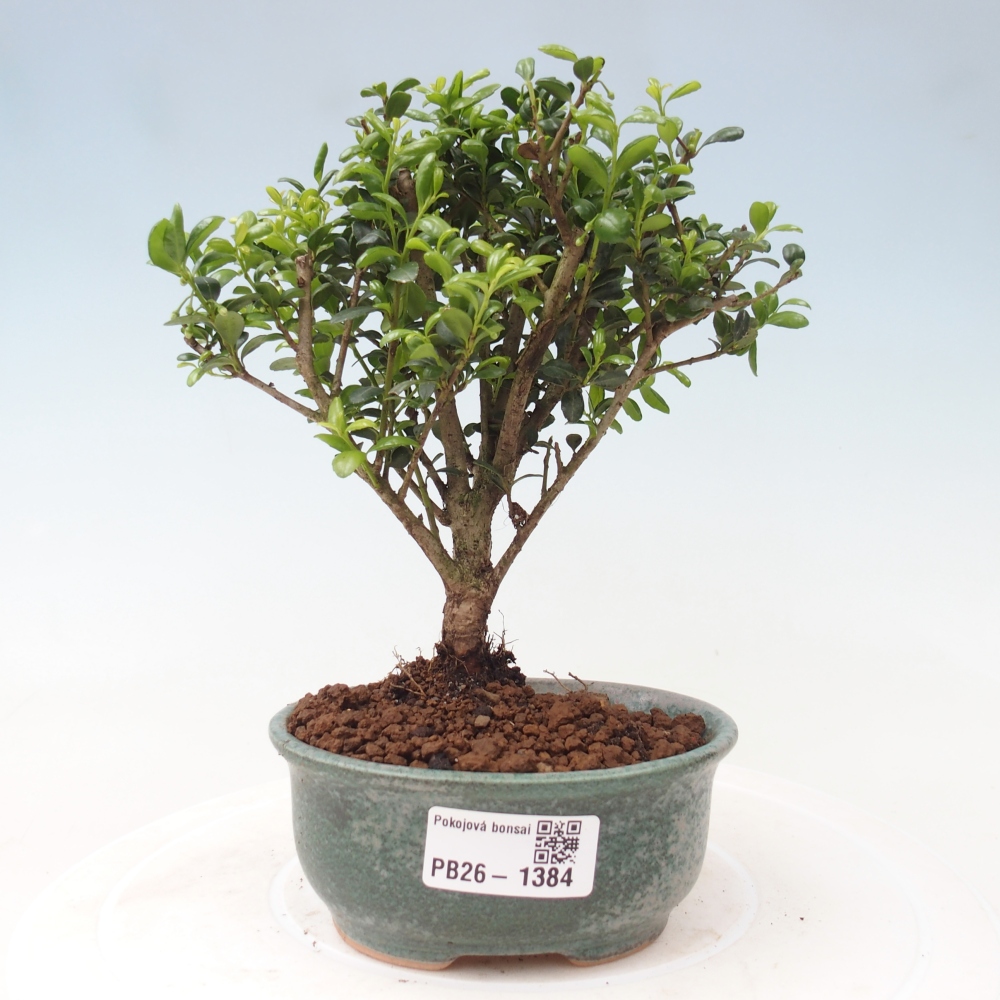 Pokojová bonsai - Ilex crenata - Cesmína