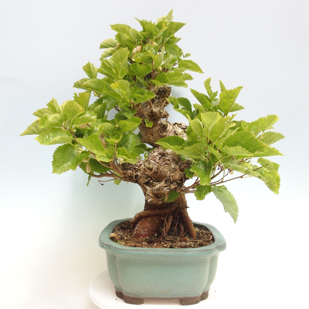 Venkovní bonsai -Morus alba - moruše