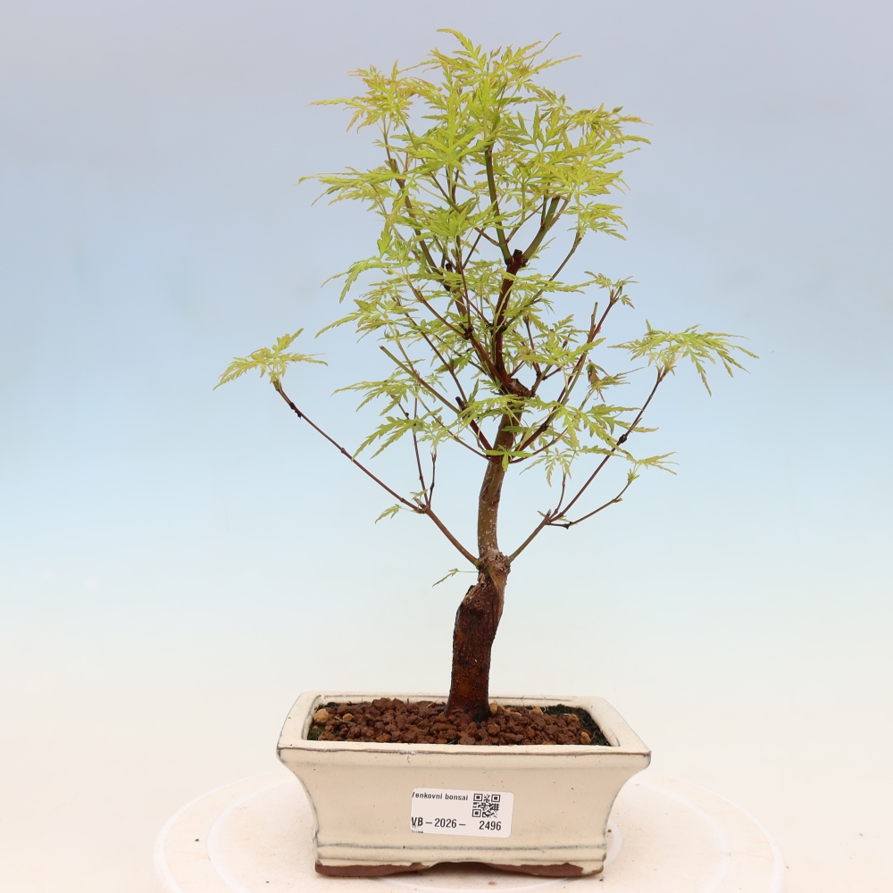 Venkovní bonsai - Acer palmatum Dissectum - Javor dlanitolistý 