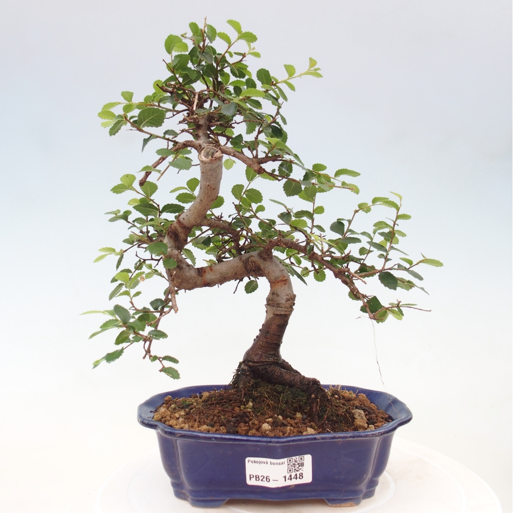 Pokojová bonsai - Ulmus parvifolia - Malolistý jilm