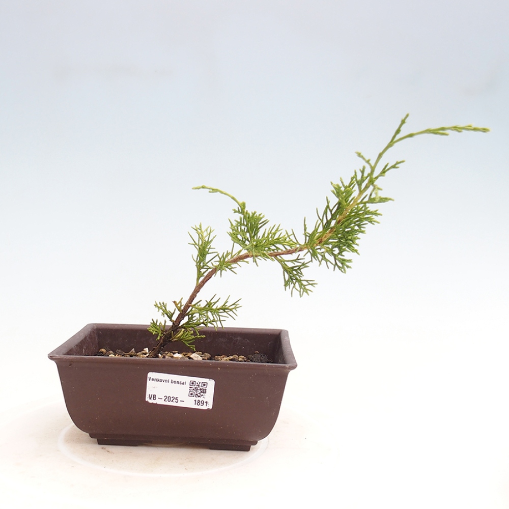 Venkovní bonsai - Juniperus chinensis Itoigawa -Jalovec čínský