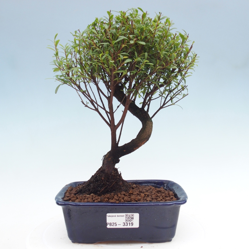Pokojová bonsai - Syzygium - Pimentovník