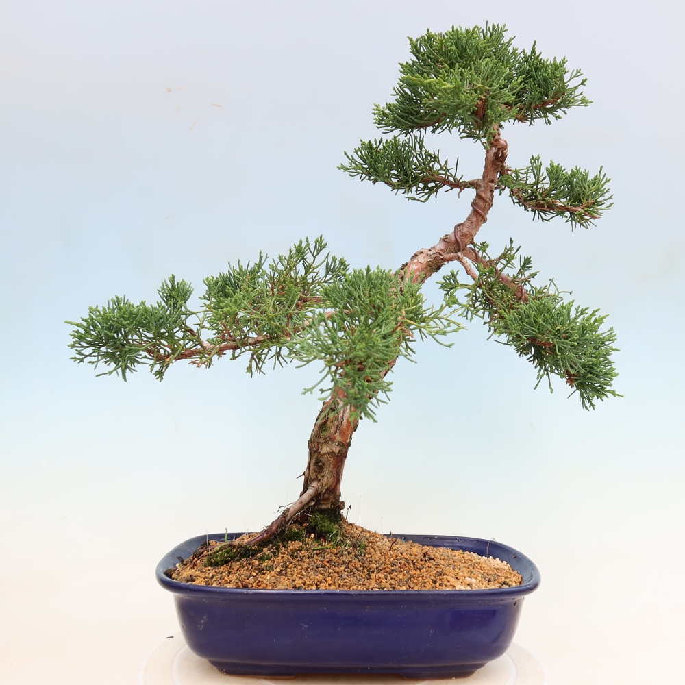 Venkovní bonsai - Juniperus chinensis Kishu -Jalovec čínský