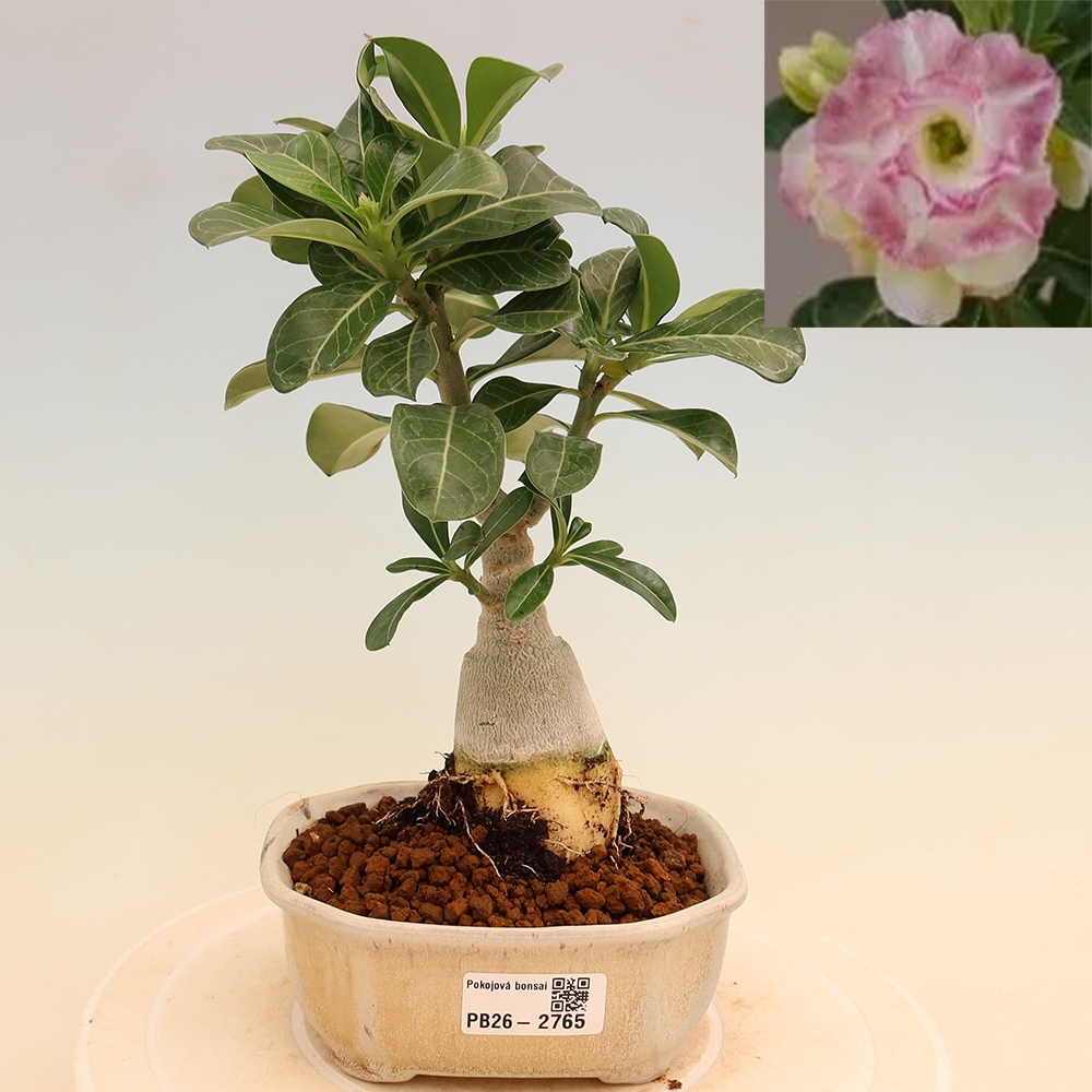 Pokojová bonsai - Adenium obesum roubovaná V.F.S.412  - Pouštní růže