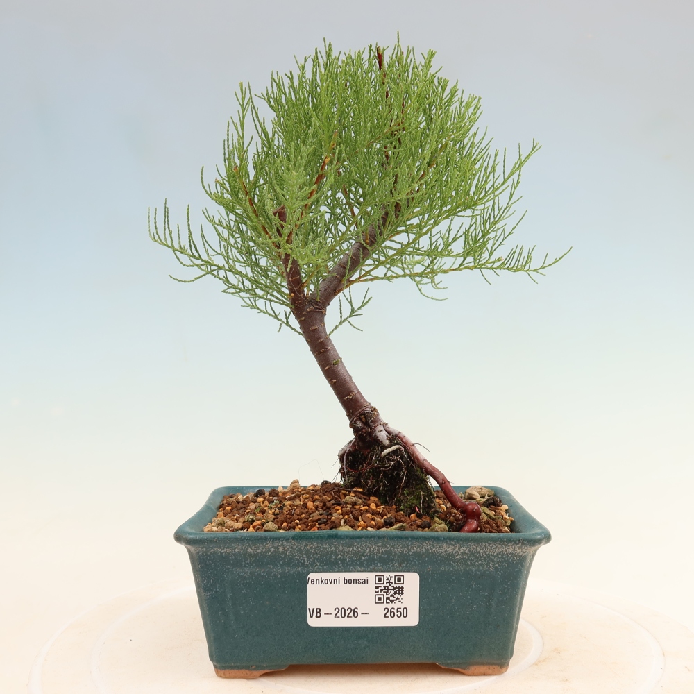 Venkovní bonsai - Tamaryšek - Tamarix